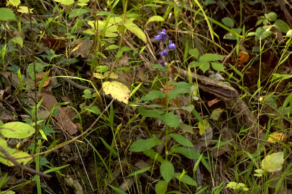 Lobelia Siphilitica