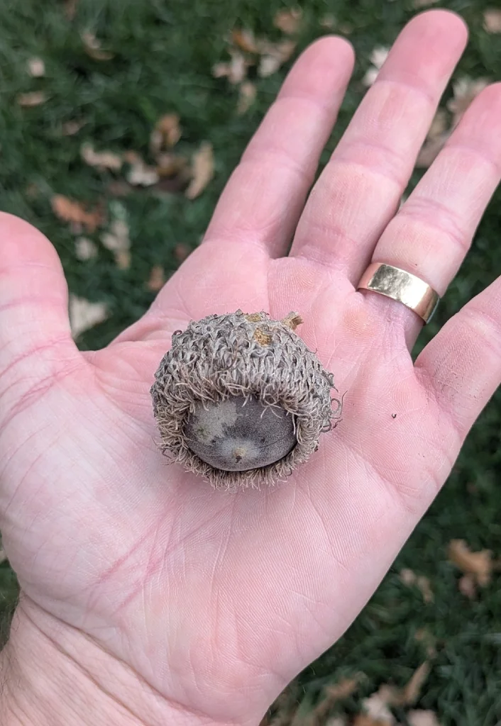Quercus Lyrata