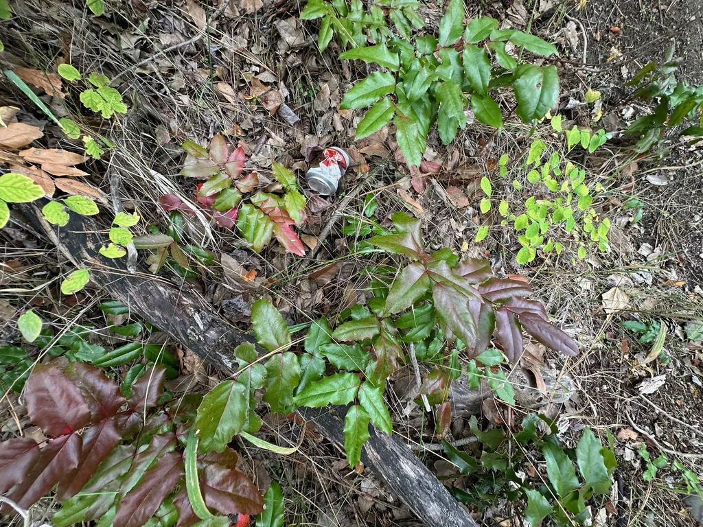 Mahonia Aquifolium