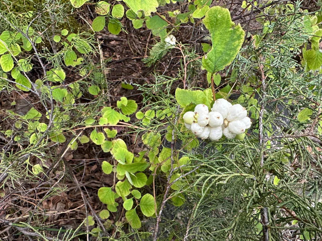 Symphoricarpos Albus
