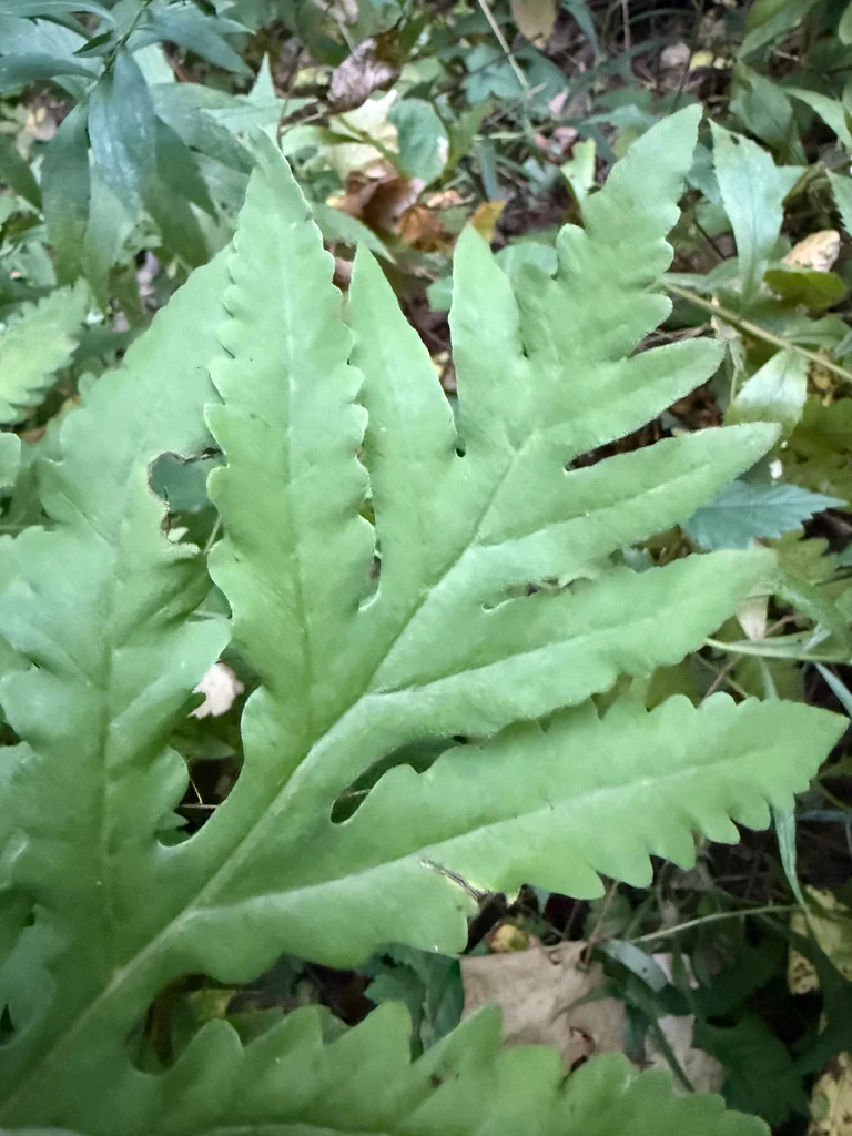 Onoclea Sensibilis