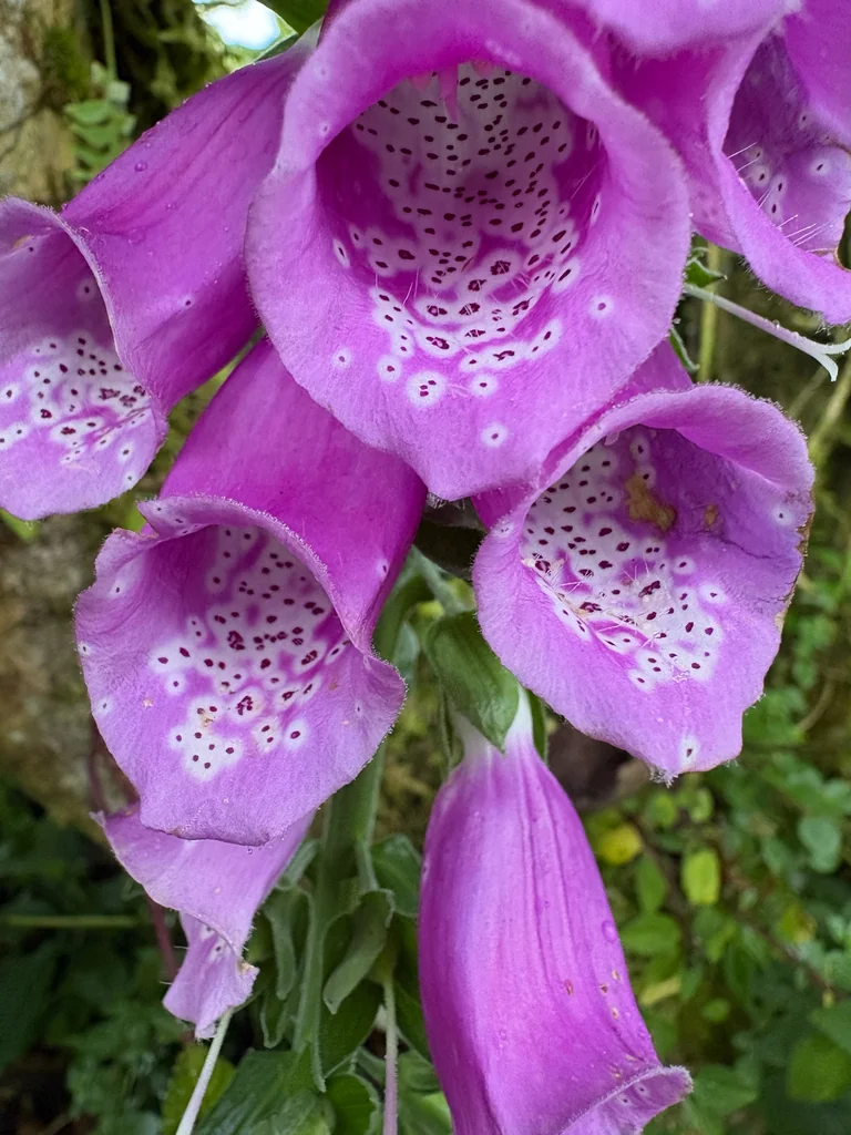 Digitalis Purpurea