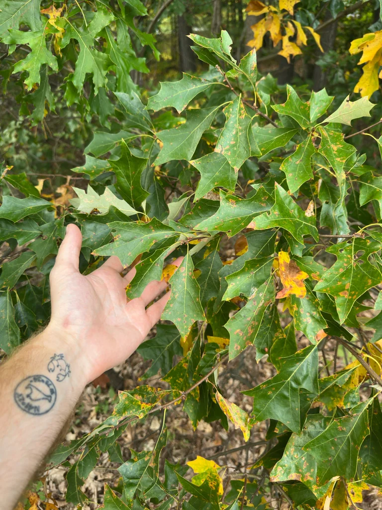 Quercus Ilicifolia
