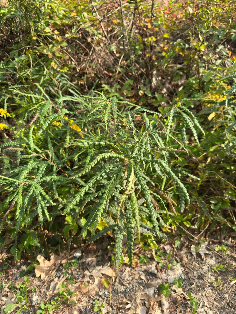 Comptonia Peregrina