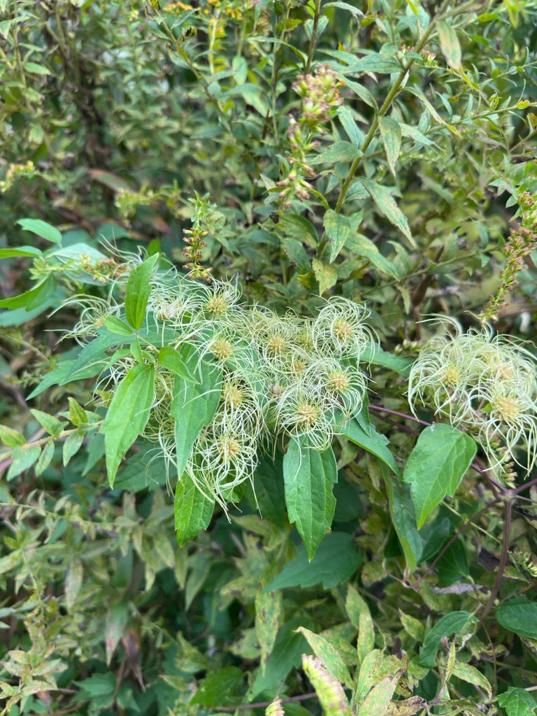 Clematis Virginiana