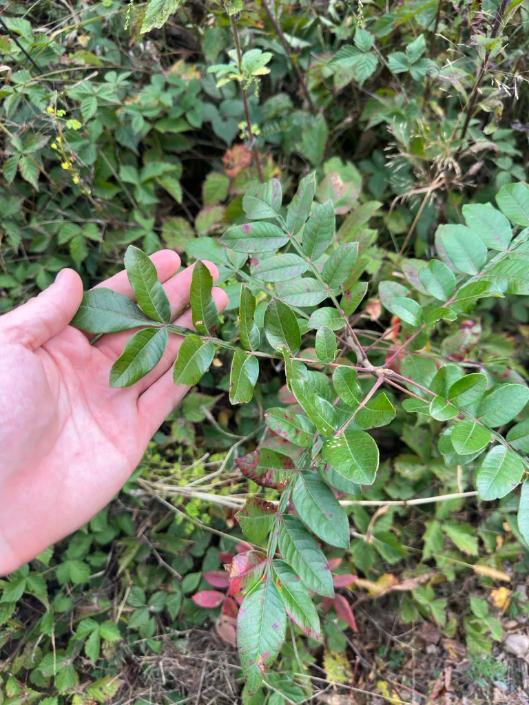 Rhus Copallina