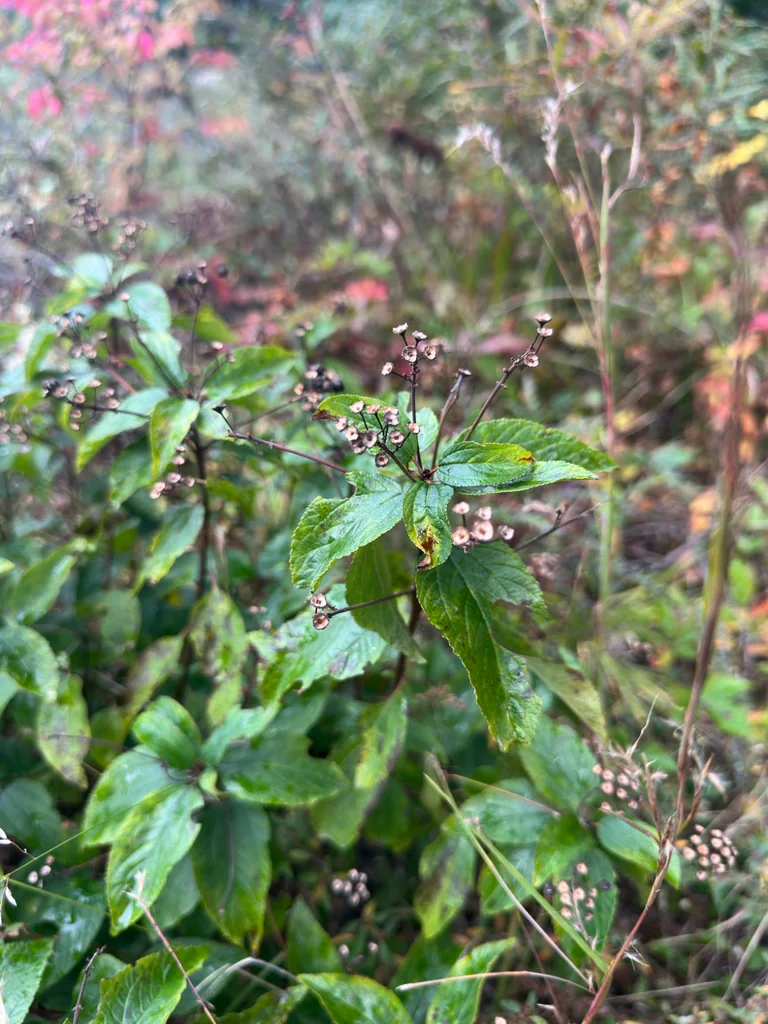 Ceanothus Americanus