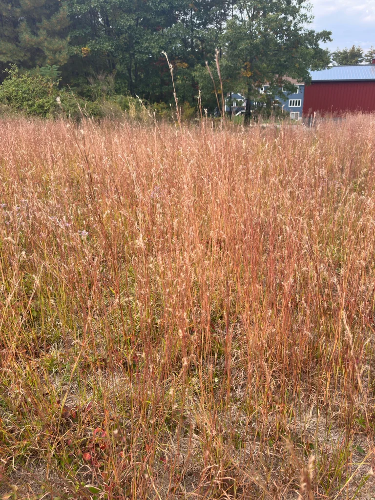 Schizachyrium scoparium