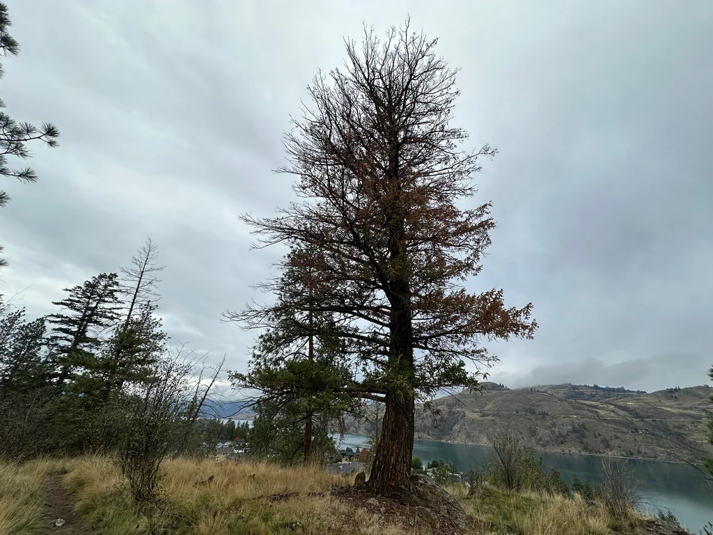Pseudotsuga Menziesii