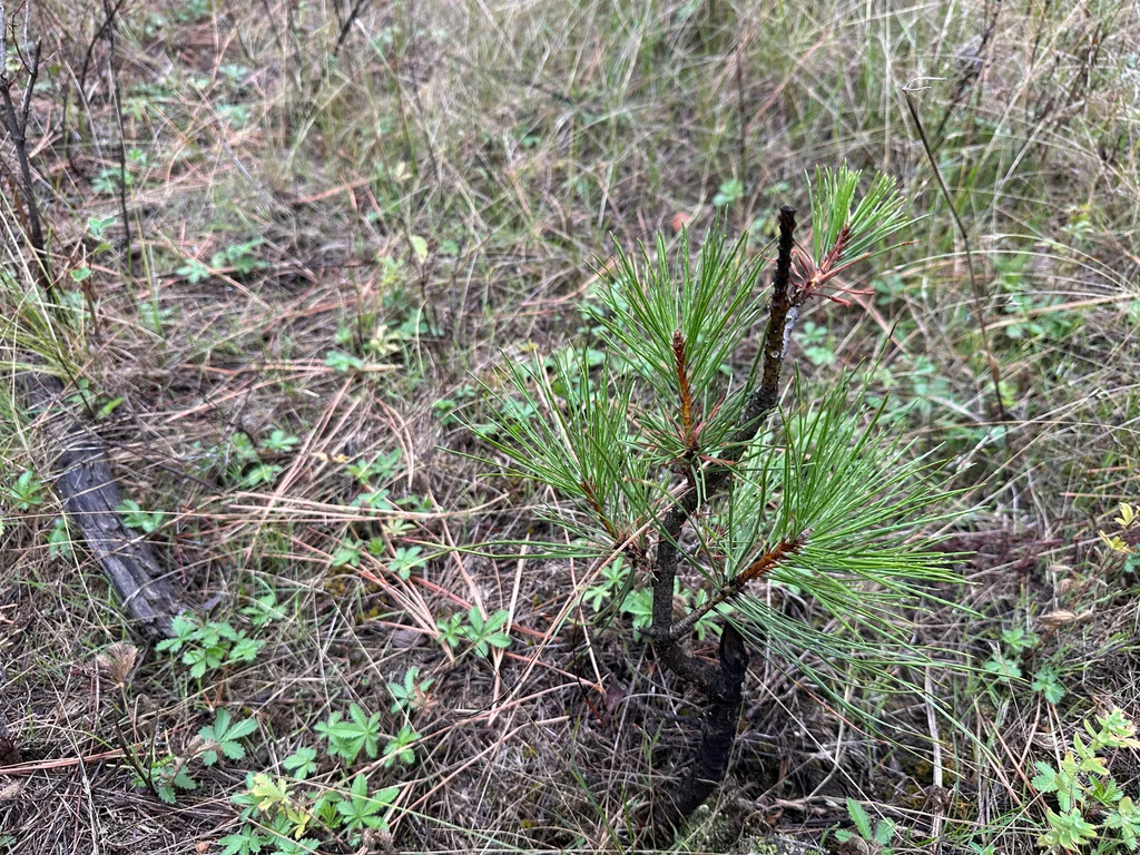 Pinus Ponderosa