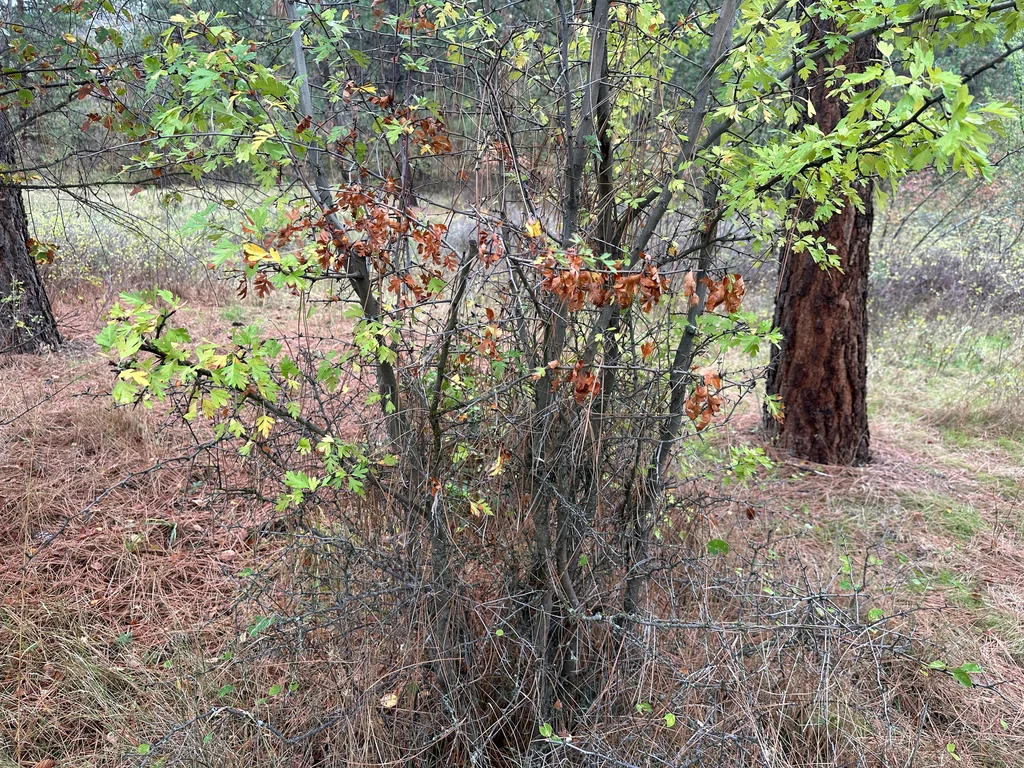 Crataegus Monogyna