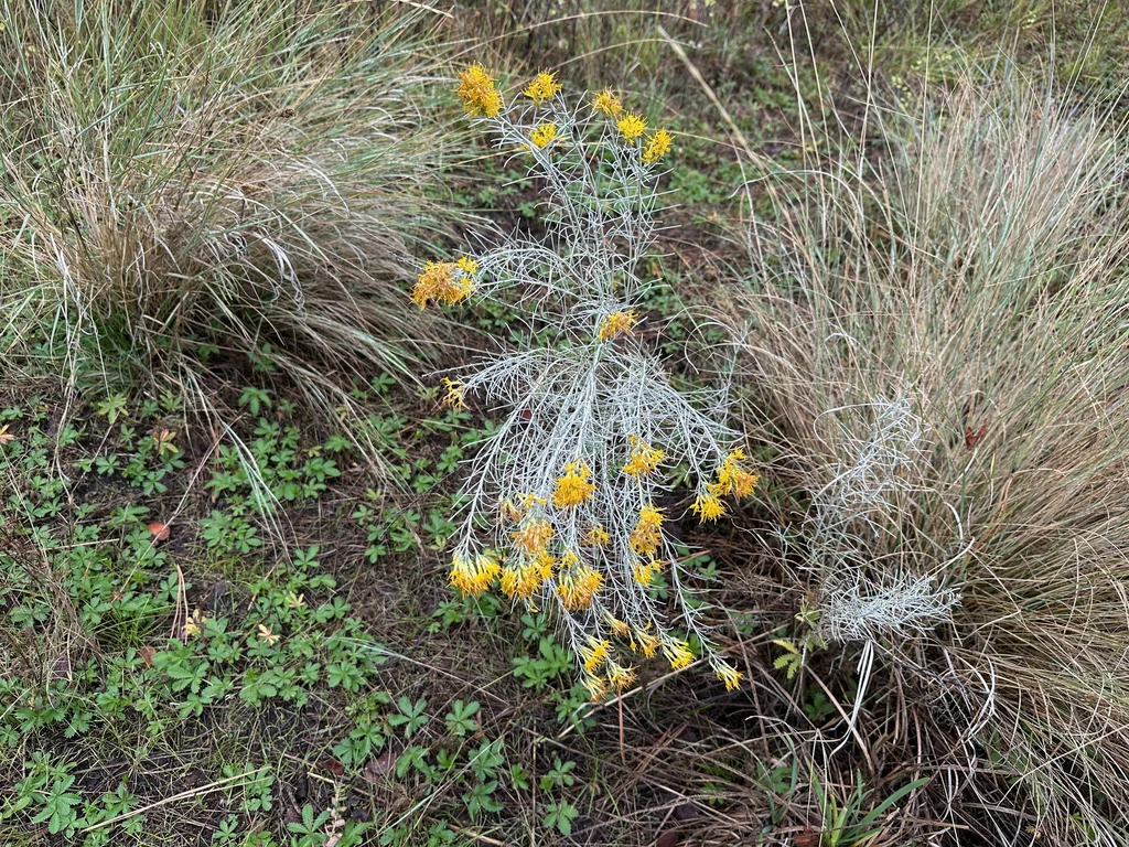 Chrysothamnus Nauseosus