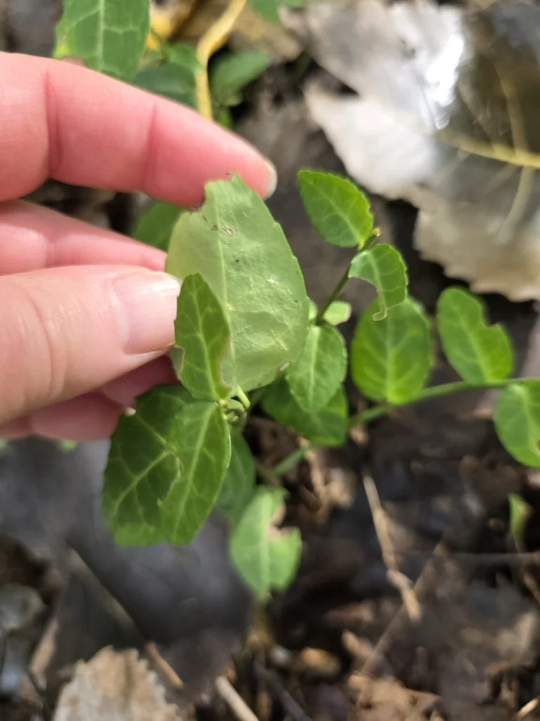 Euonymus fortunei