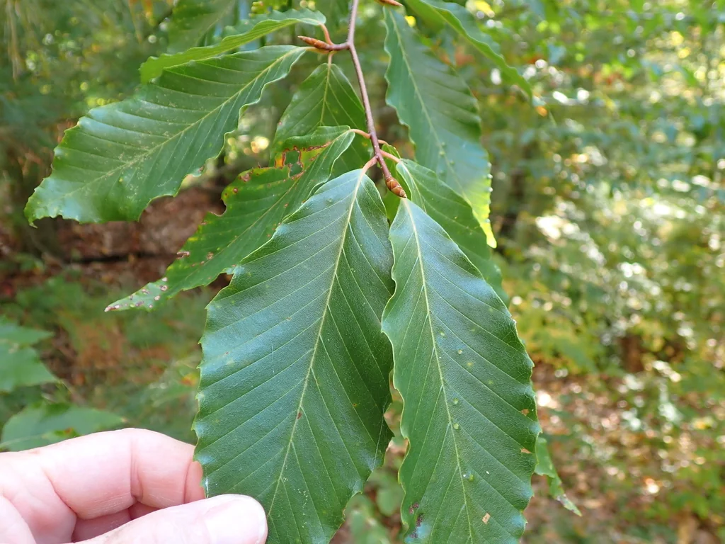 Fagus grandifolia