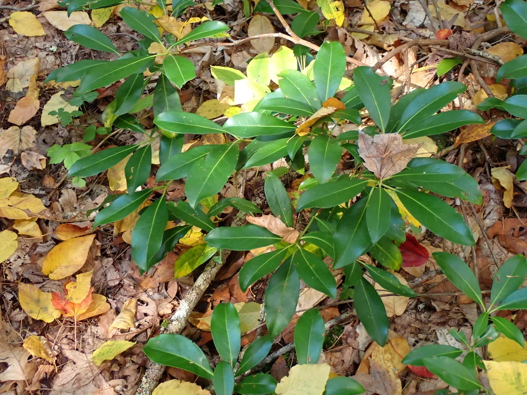 Kalmia Latifolia