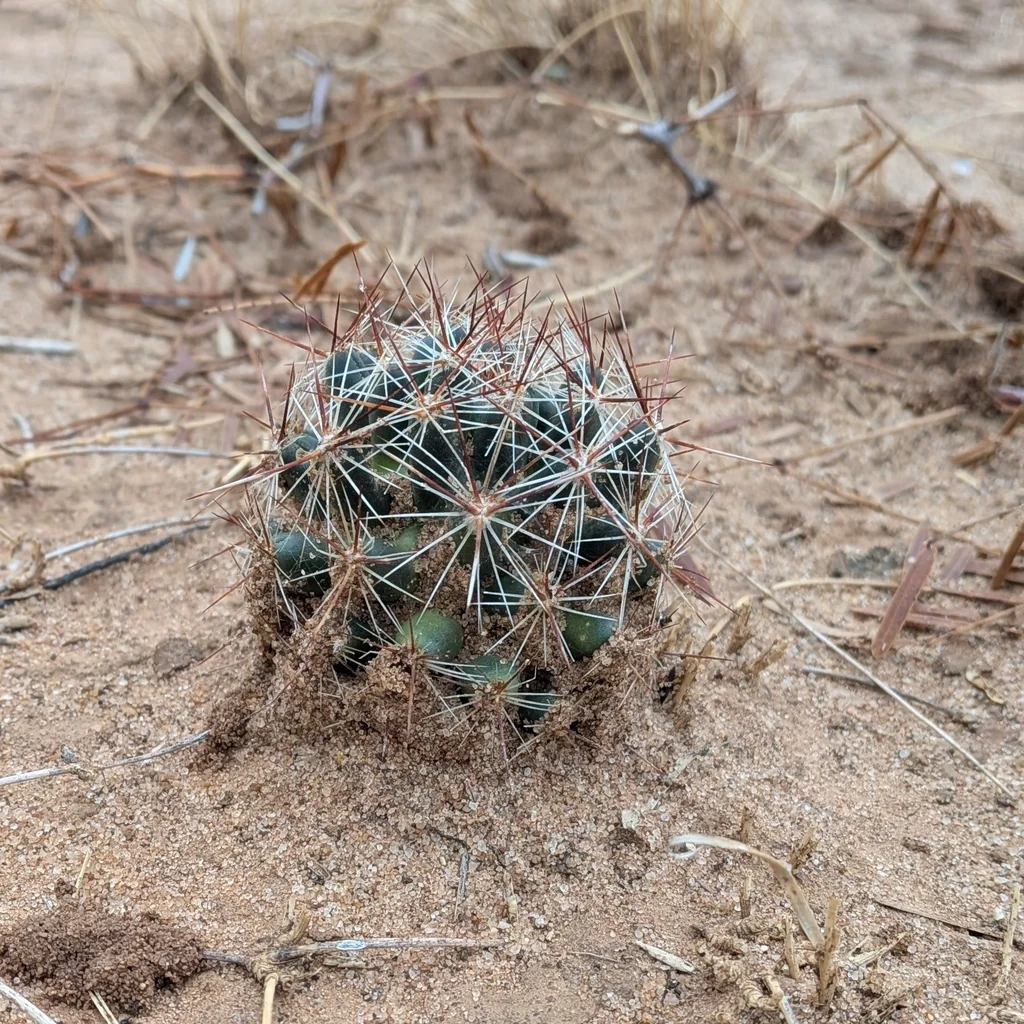 Escobaria Vivipara