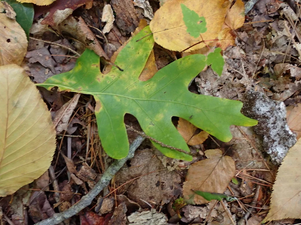 Quercus Alba