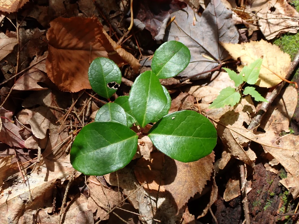 Gaultheria Procumbens
