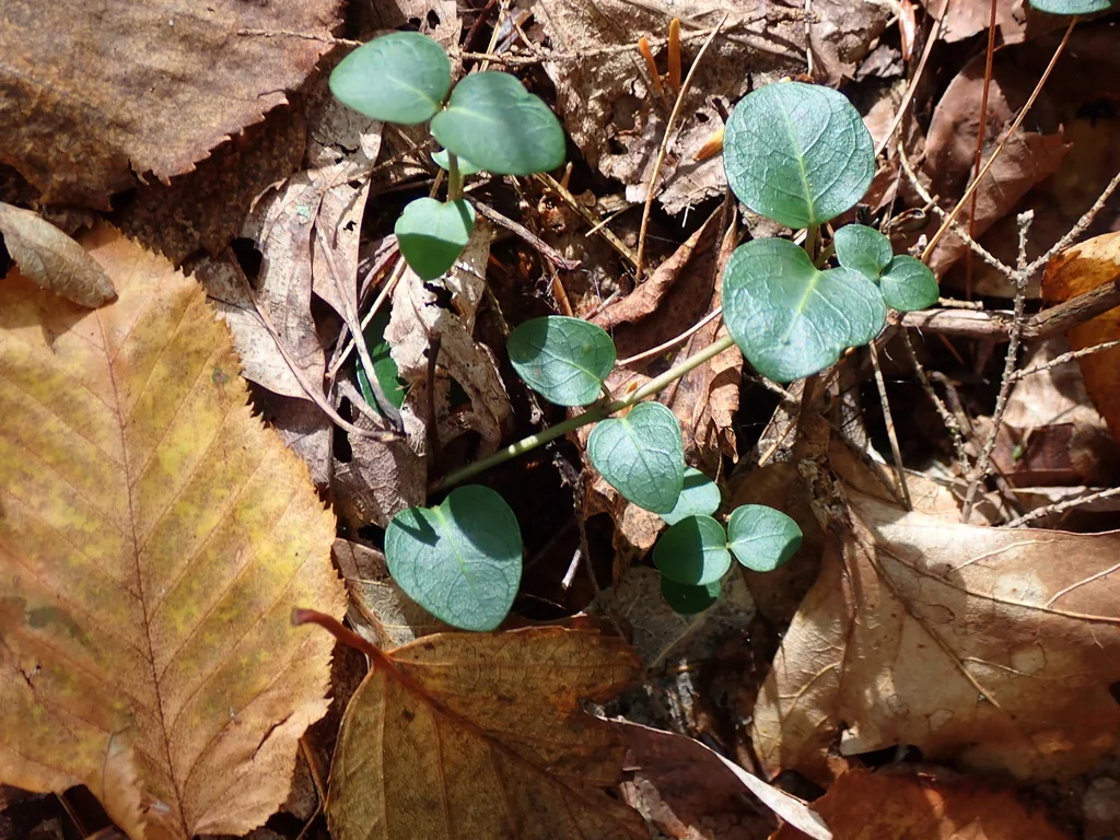 Mitchella Repens