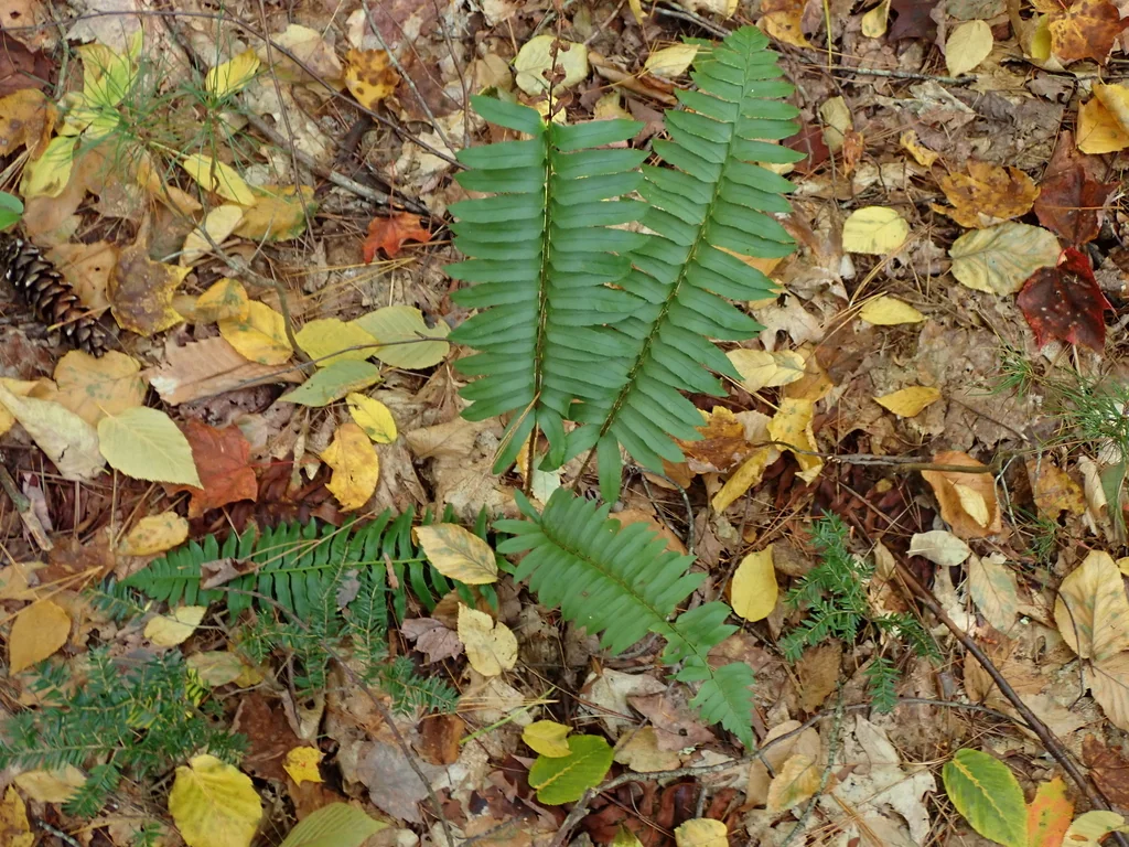 Polystichum Acrostichoides