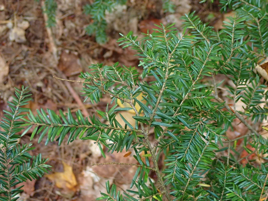 Tsuga Canadensis
