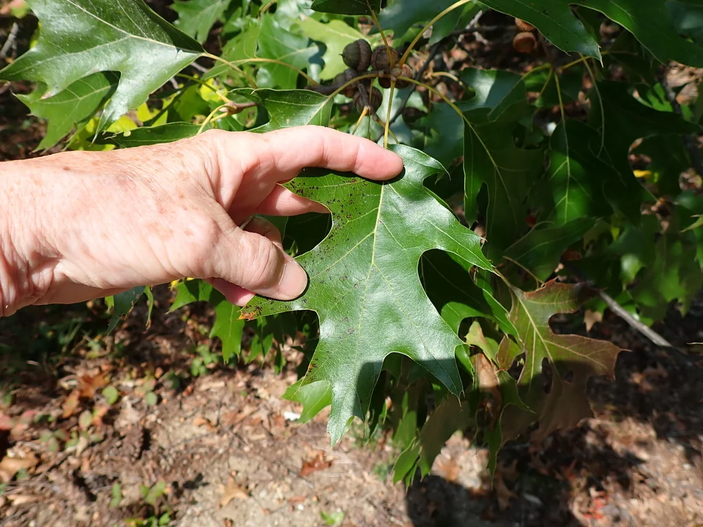 Quercus velutina