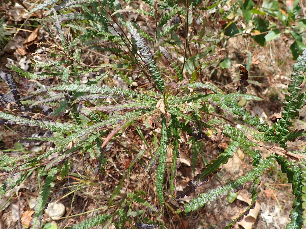 Comptonia Peregrina