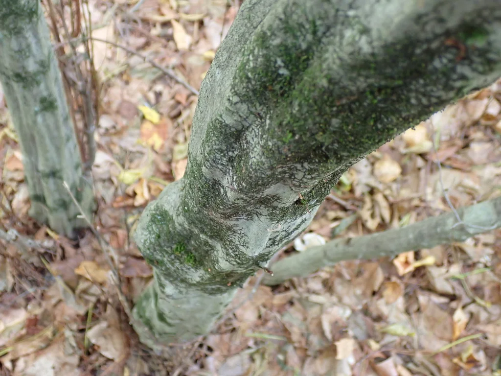 Carpinus Caroliniana