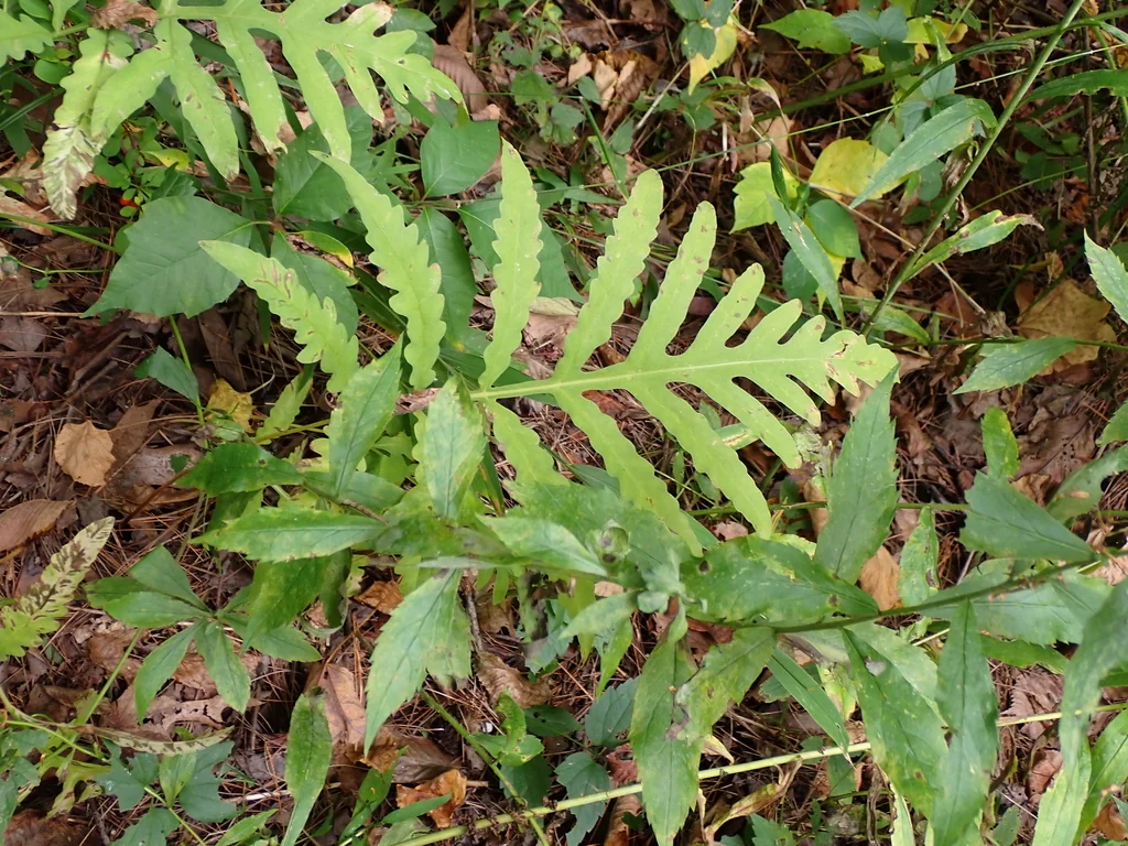 Onoclea Sensibilis