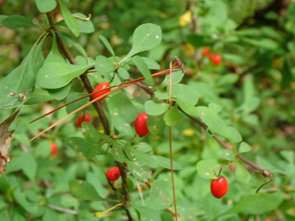Berberis Thunbergii