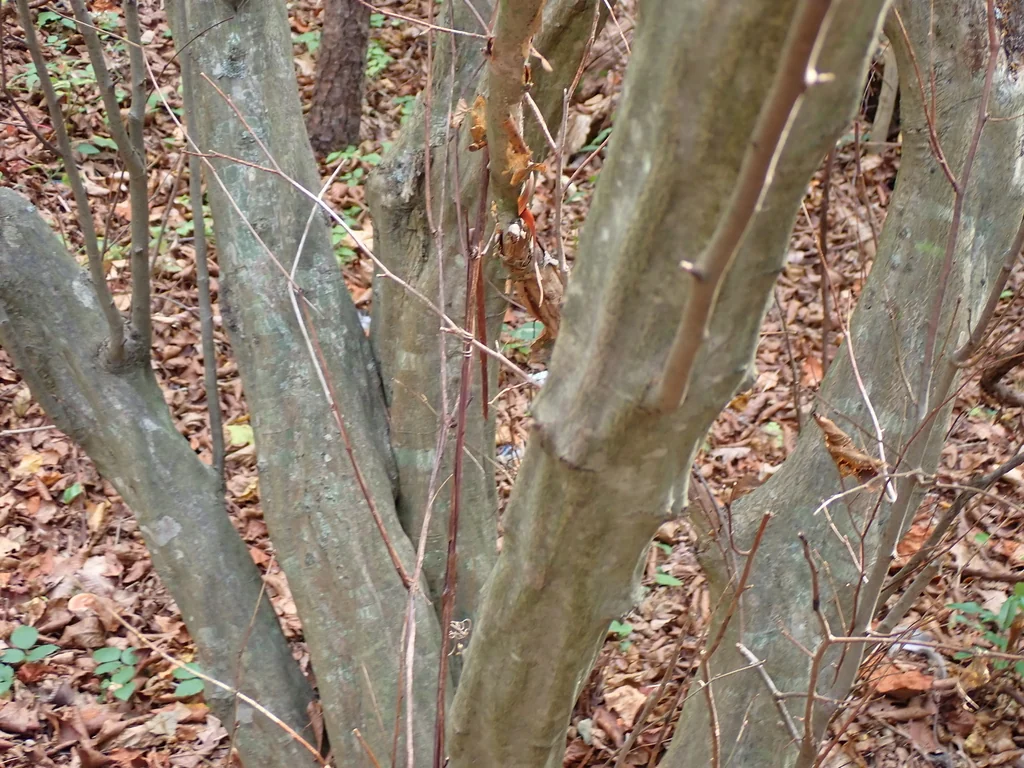 Carpinus Caroliniana