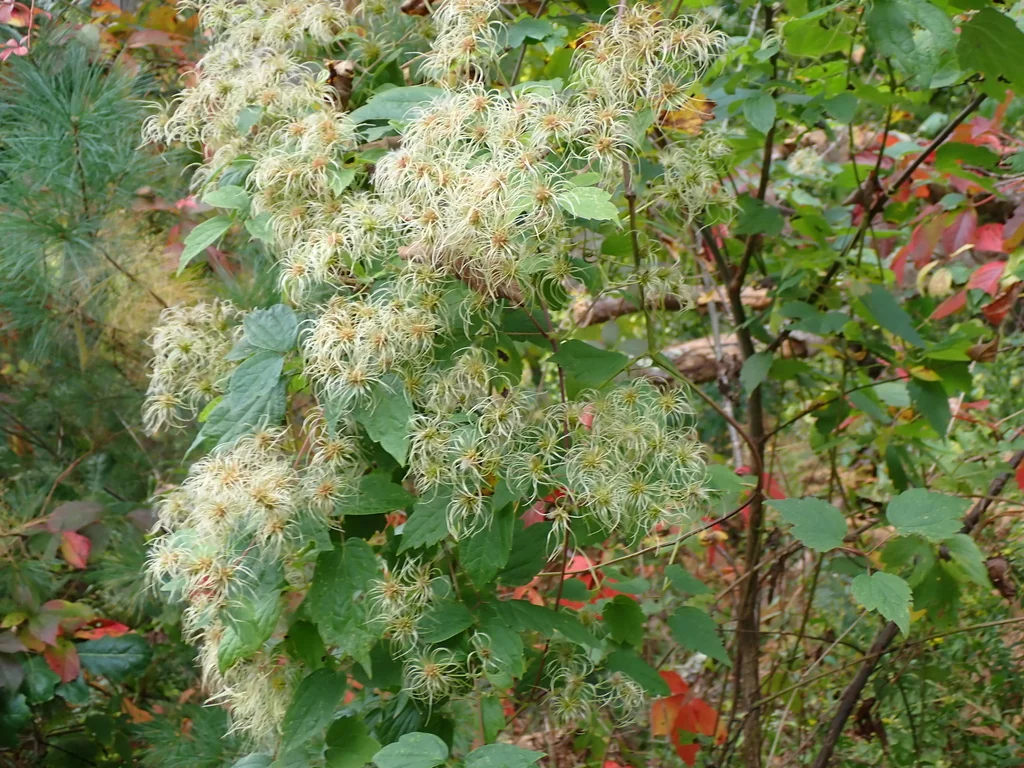 Clematis Virginiana