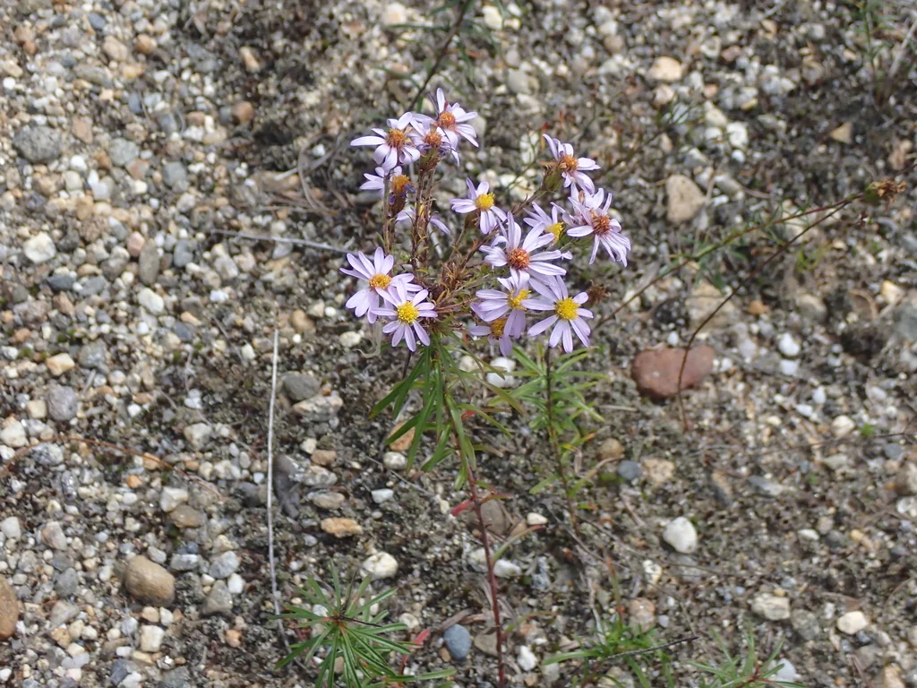 Ionactis linariifolius