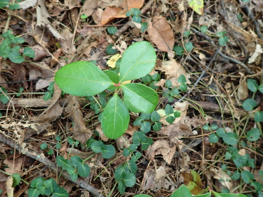 Gaultheria Procumbens