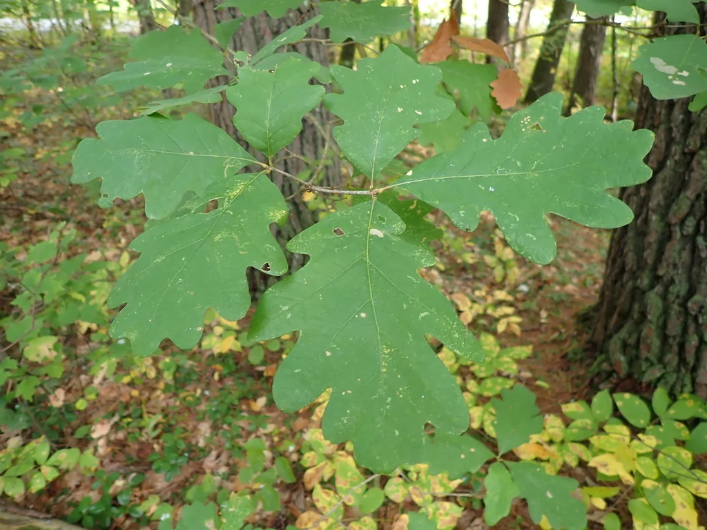 Quercus Alba