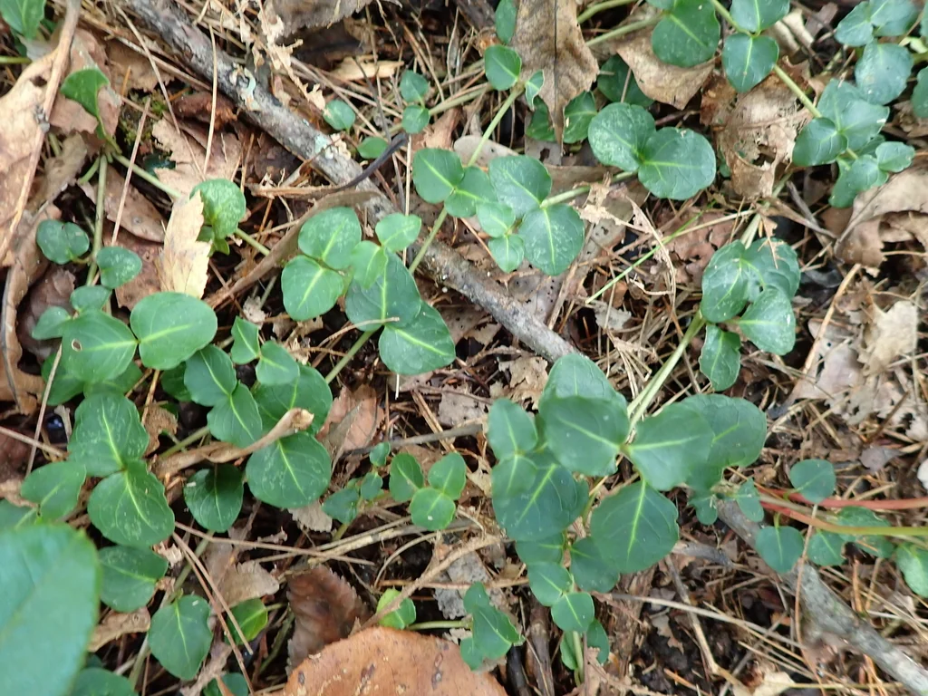Mitchella Repens