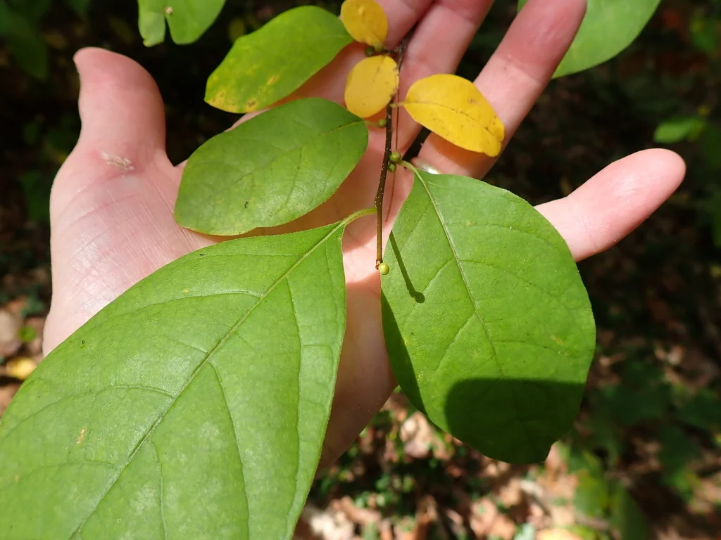 Lindera Benzoin