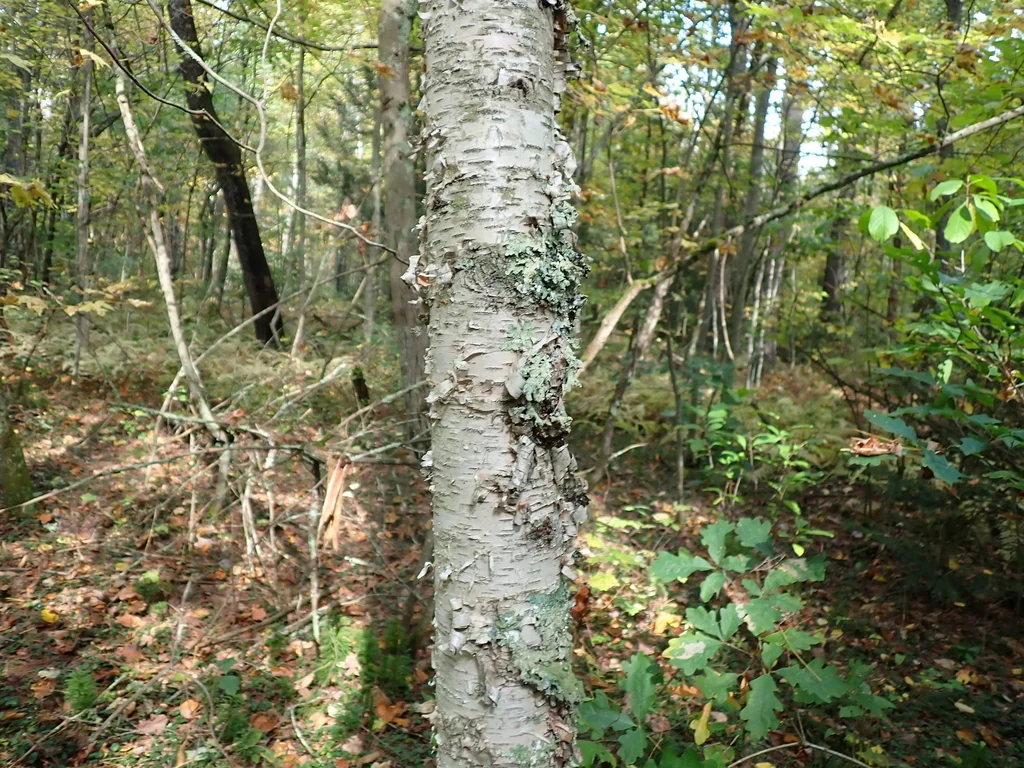 Betula Papyrifera