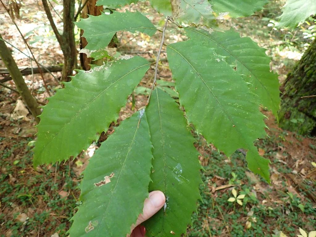 Castanea Dentata