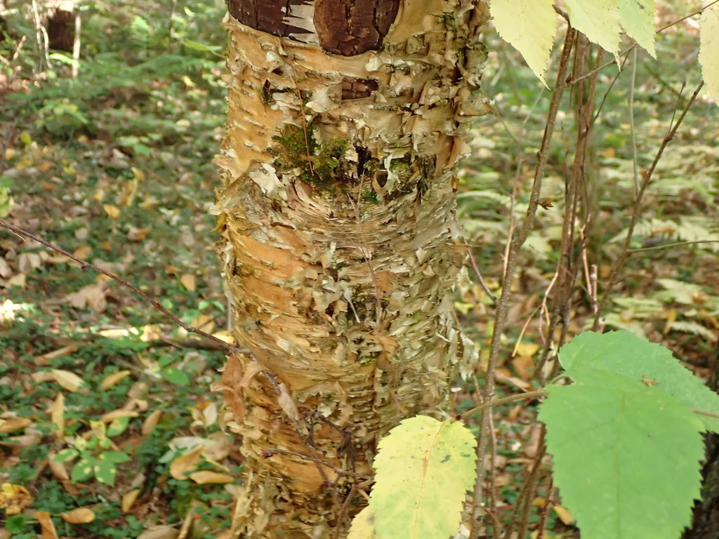 Betula Alleghaniensis