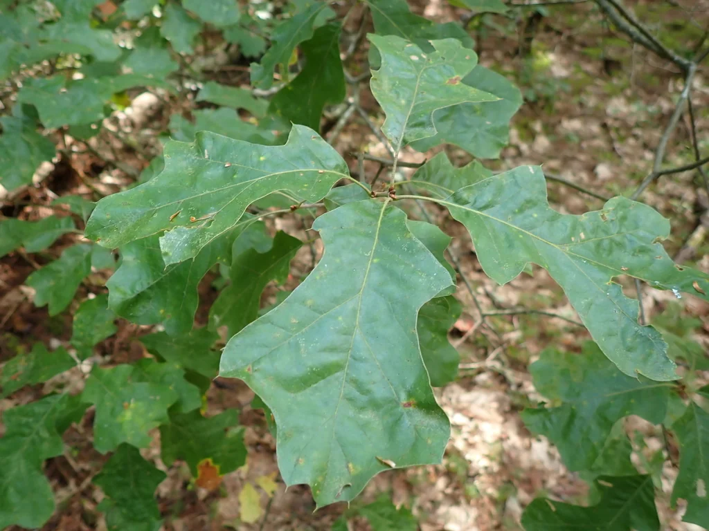 Quercus Ilicifolia