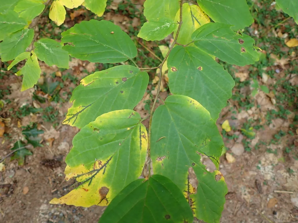 Hamamelis Virginiana