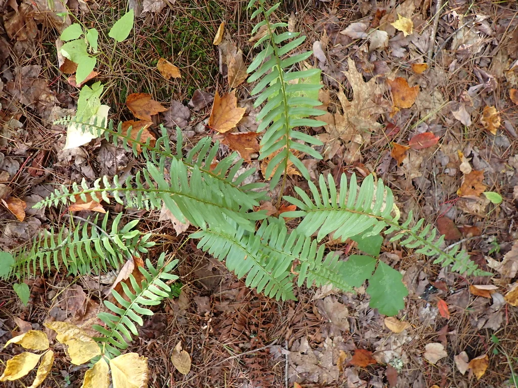 Polystichum Acrostichoides