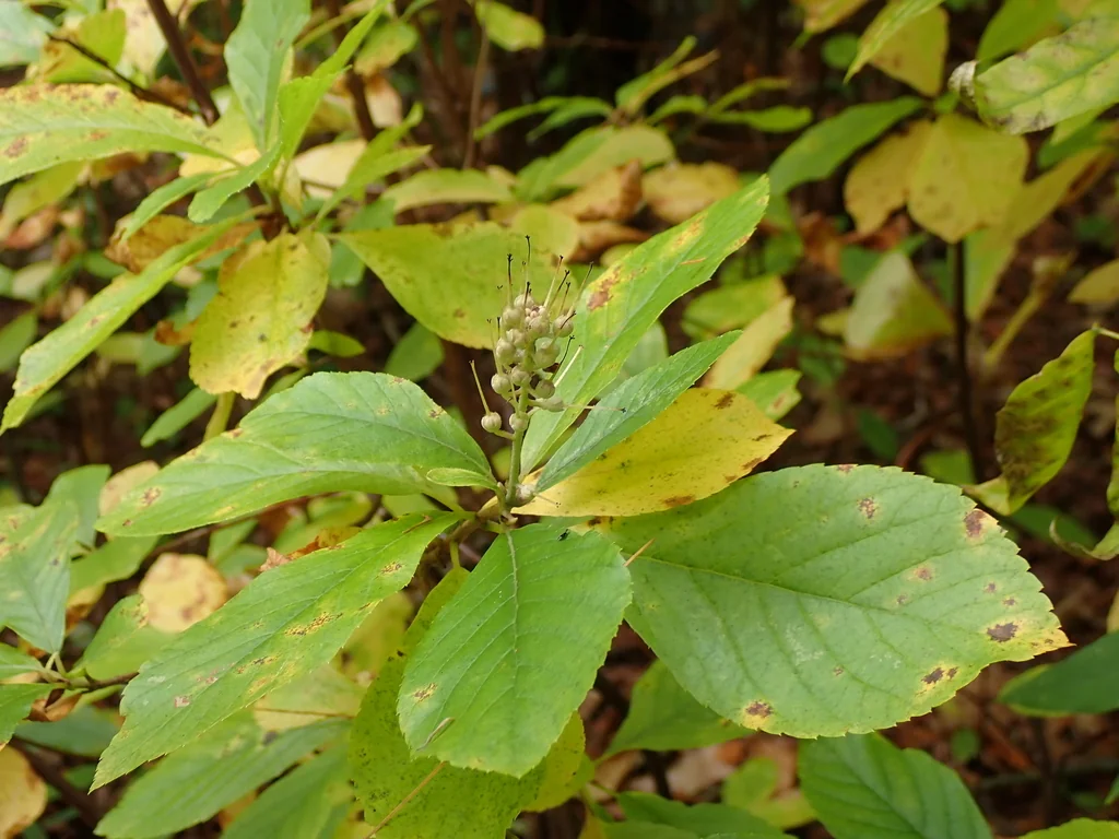 Clethra Alnifolia