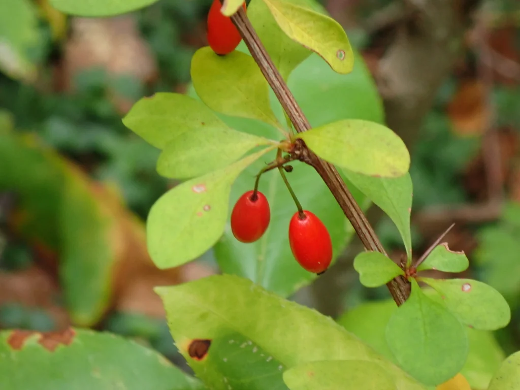 Berberis Thunbergii