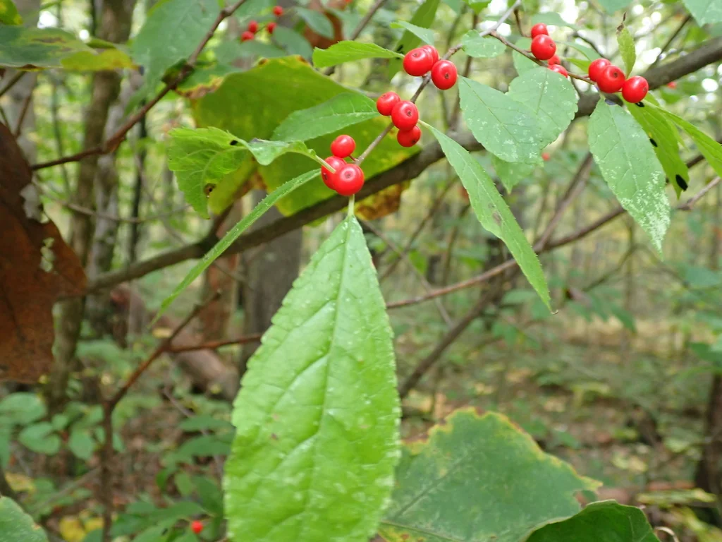 Ilex verticillata