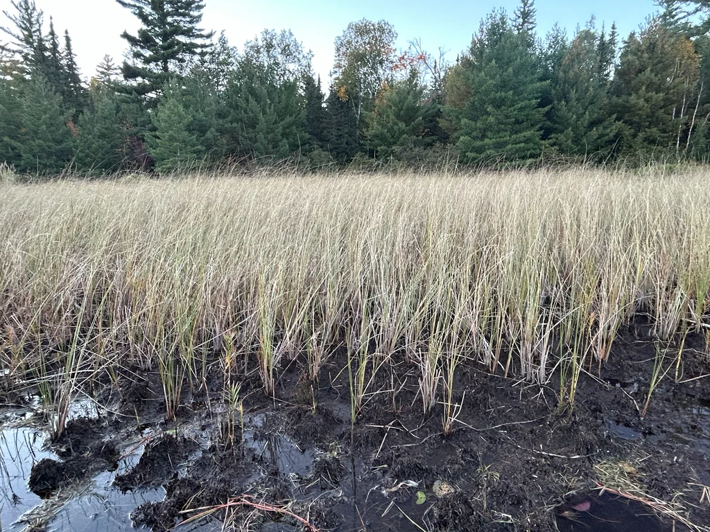 Carex Lasiocarpa