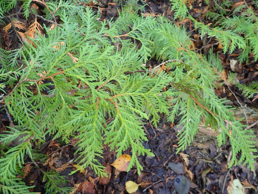 Thuja Occidentalis