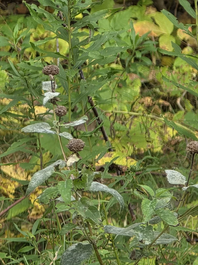Monarda fistulosa
