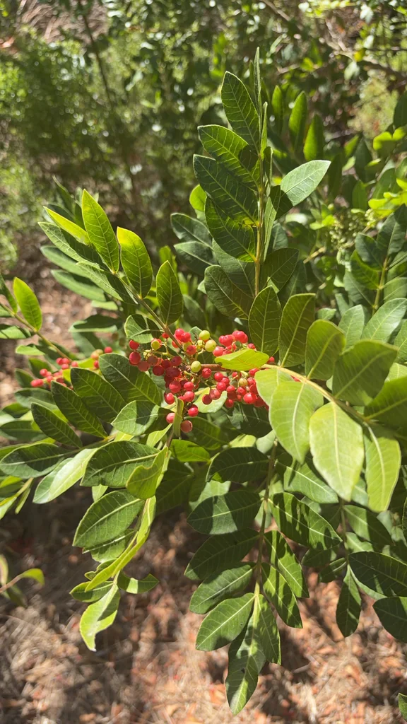 Schinus Terebinthifolius